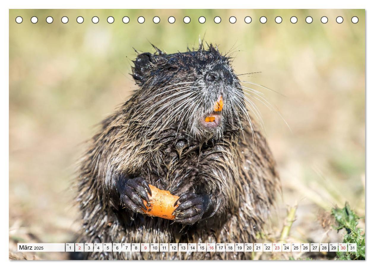 Bild: 9783435312436 | NUTRIA mit Nachwuchs (Tischkalender 2025 DIN A5 quer), CALVENDO...