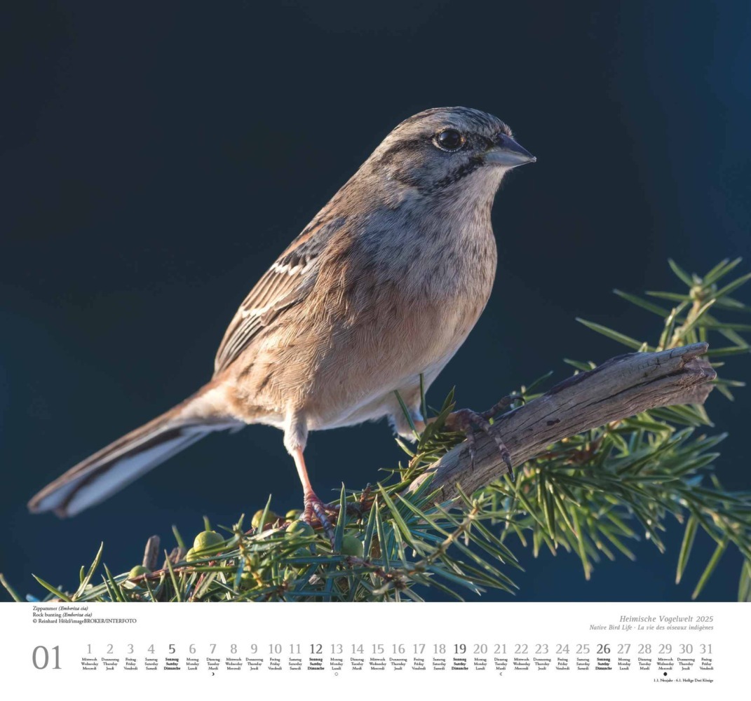 Bild: 4250809653525 | Heimische Vogelwelt 2025 - DUMONT Wandkalender - mit den...