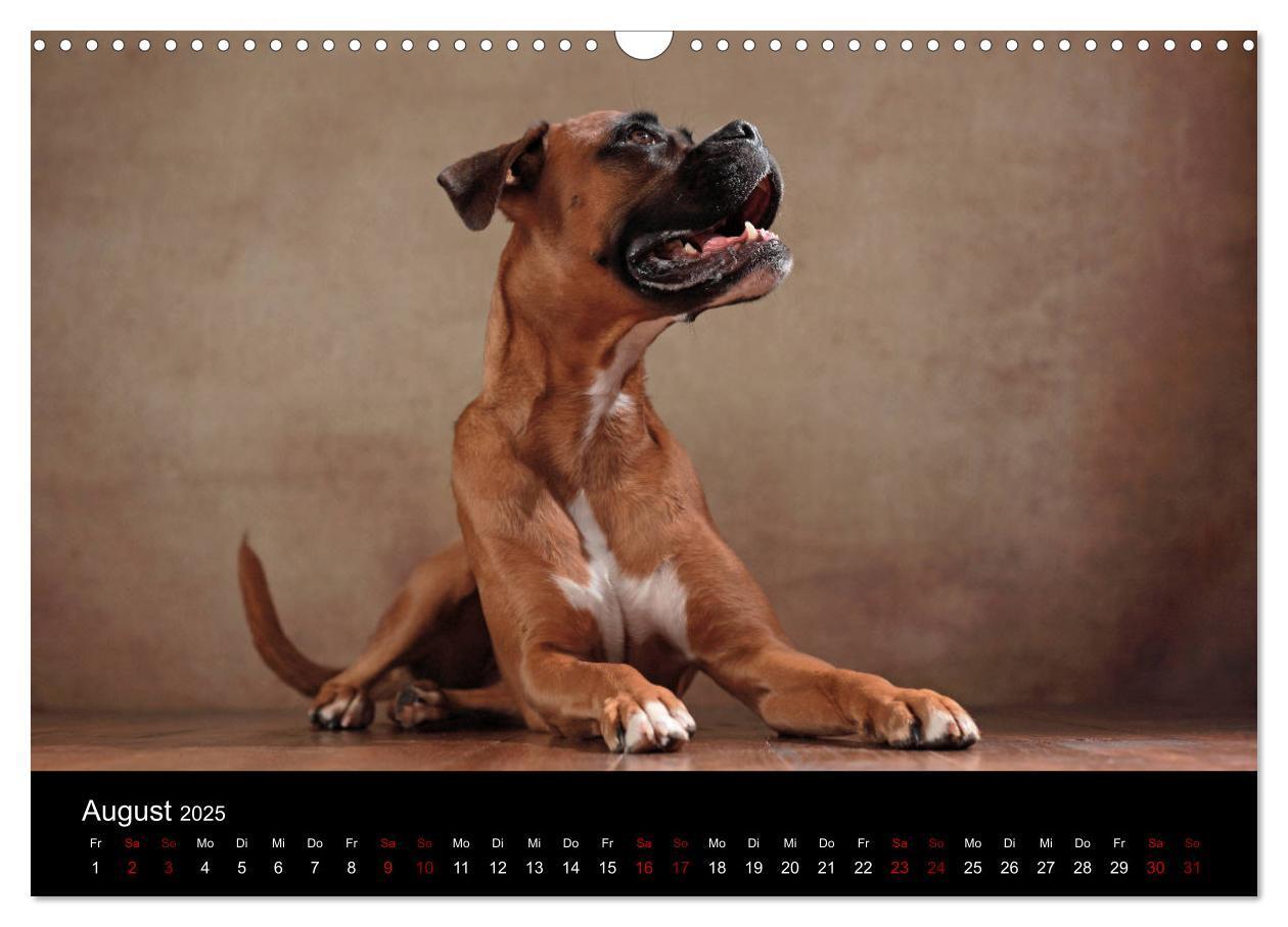 Bild: 9783435436255 | Liebenswerte Boxer (Wandkalender 2025 DIN A3 quer), CALVENDO...