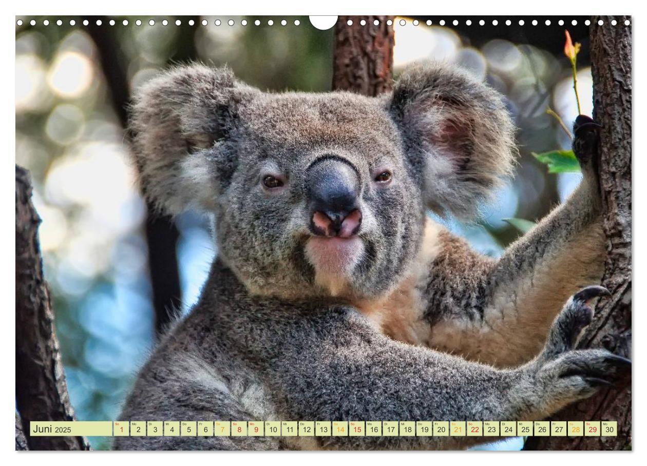 Bild: 9783435588329 | Koala - kleiner Teddy (Wandkalender 2025 DIN A3 quer), CALVENDO...