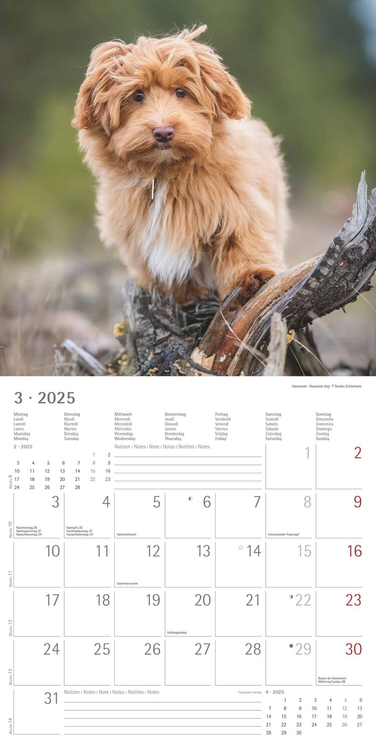 Bild: 4251732340667 | Welpen 2025 - Broschürenkalender 30x30 cm (30x60 geöffnet) -...