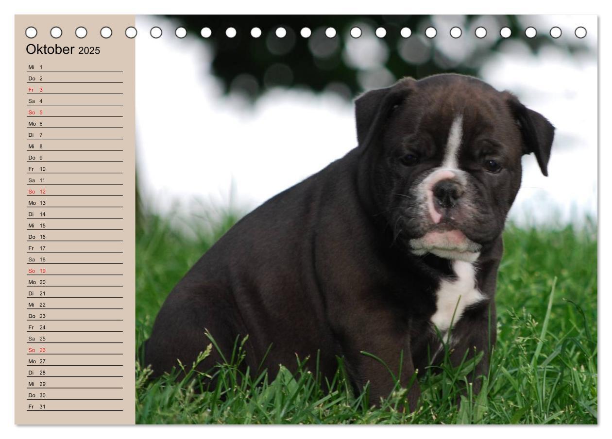 Bild: 9783435533602 | Bulldoggen-Kinder (Tischkalender 2025 DIN A5 quer), CALVENDO...