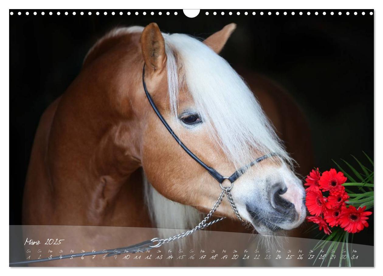 Bild: 9783435505173 | Haflinger-Pferde in Reinzucht (Wandkalender 2025 DIN A3 quer),...