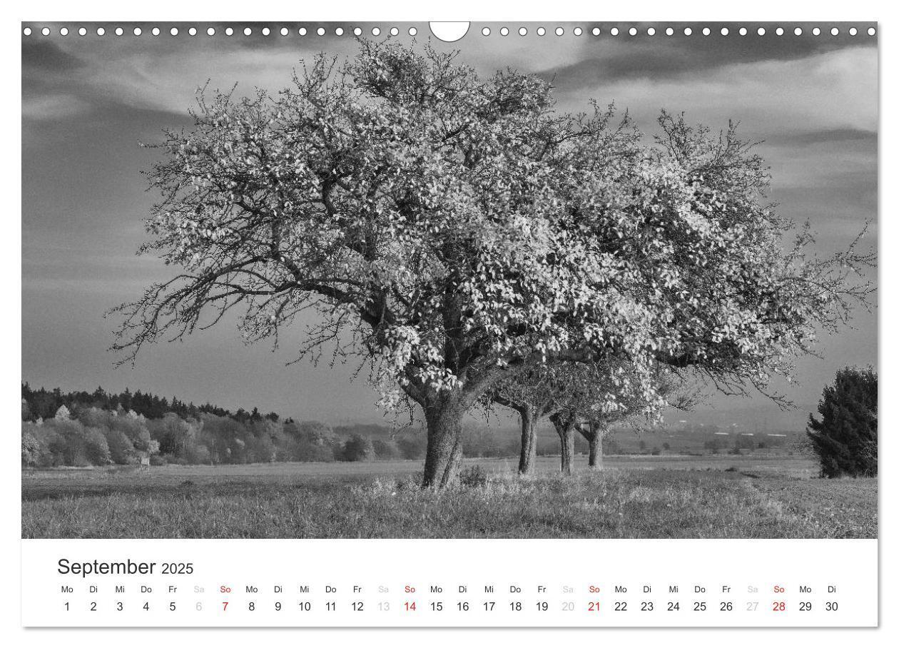 Bild: 9783435660469 | Bäume - Naturschönheiten in schwarz-weiß (Wandkalender 2025 DIN A3...