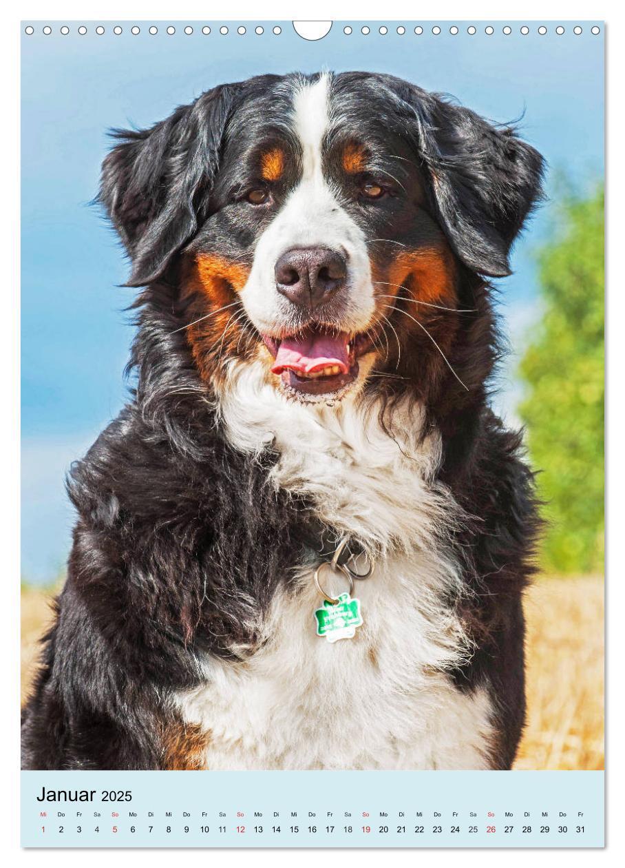 Bild: 9783435960651 | Berner Sennenhund - stark , schön und liebenswert (Wandkalender...