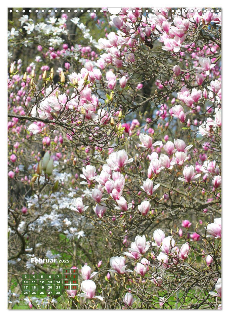 Bild: 9783435924615 | Magnolien Ein Frühlingstraum (Wandkalender 2025 DIN A3 hoch),...