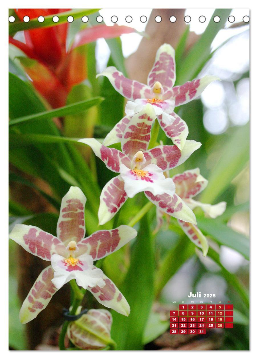 Bild: 9783435894772 | Traumhafte Orchideen (Tischkalender 2025 DIN A5 hoch), CALVENDO...