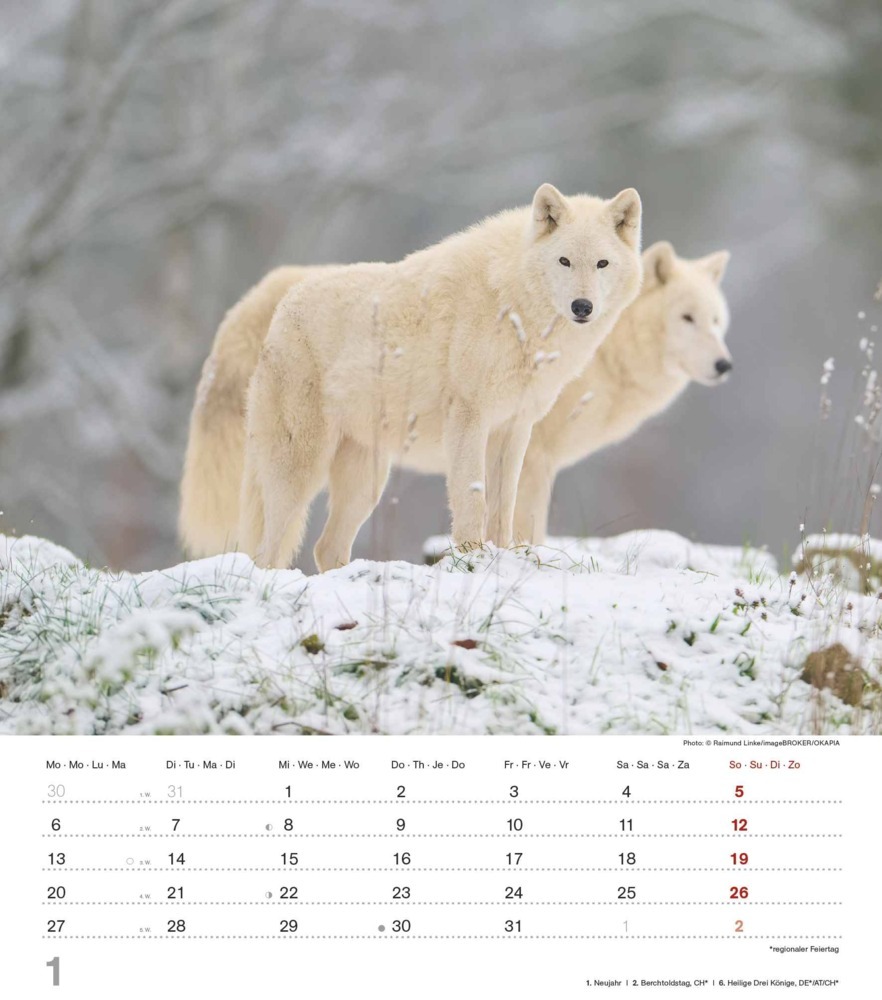 Bild: 4251732342166 | Alpha Edition - Mythos Wolf 2025 Bildkalender, 30,x34cm, Kalender...