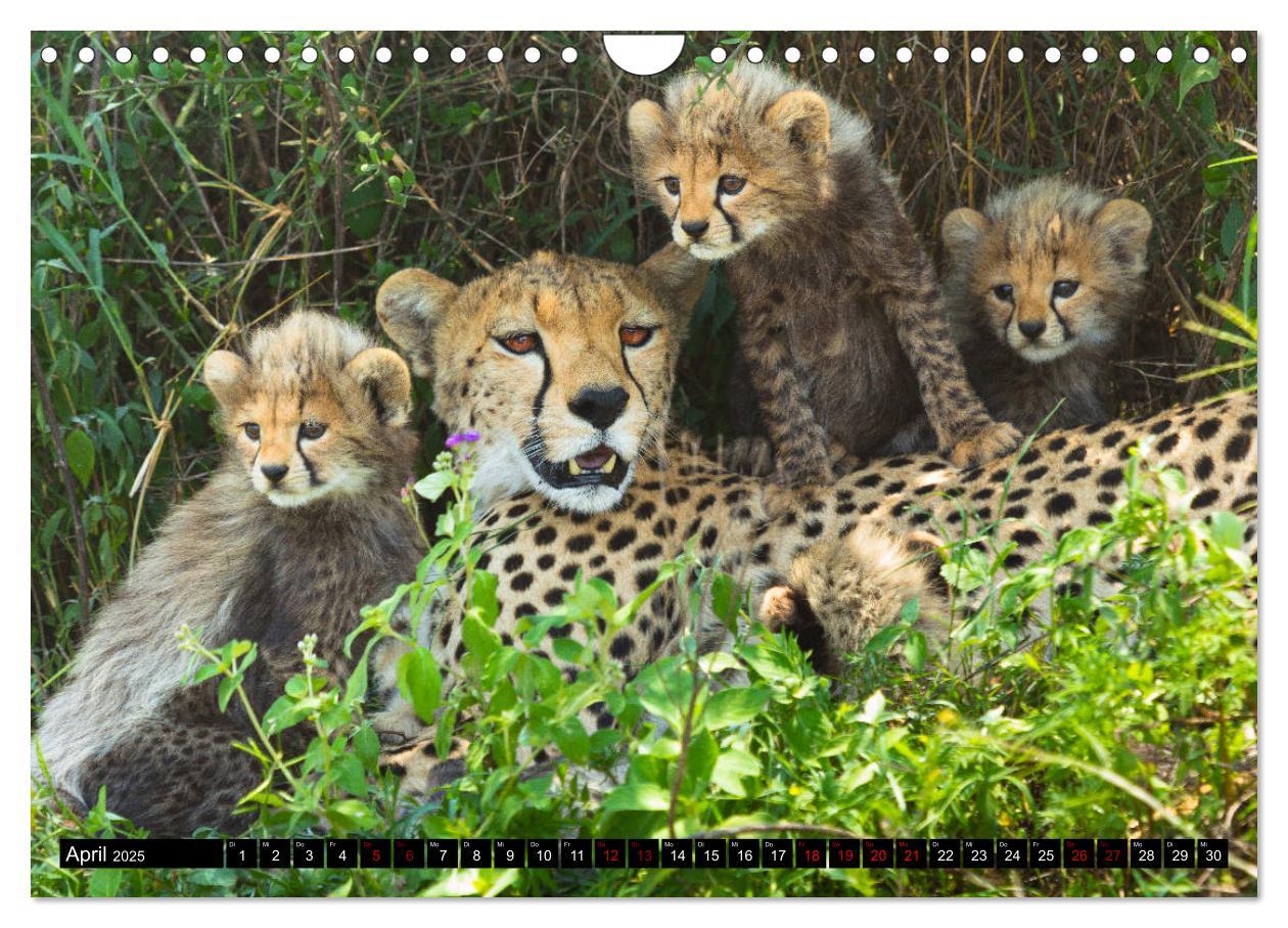 Bild: 9783435342563 | Tansania - Tierwanderung in der Serengeti (Wandkalender 2025 DIN A4...