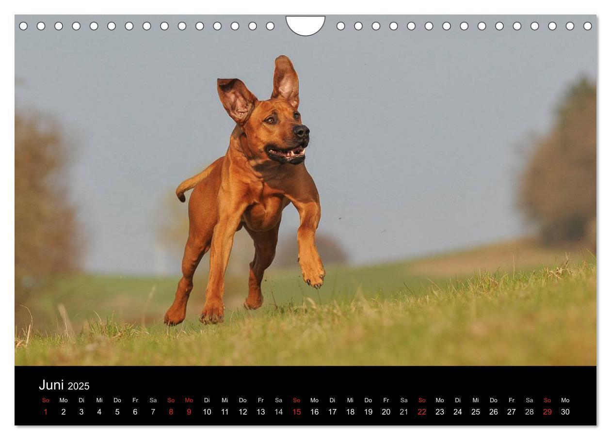 Bild: 9783435760107 | Rhodesian Ridgeback 2025 (Wandkalender 2025 DIN A4 quer), CALVENDO...