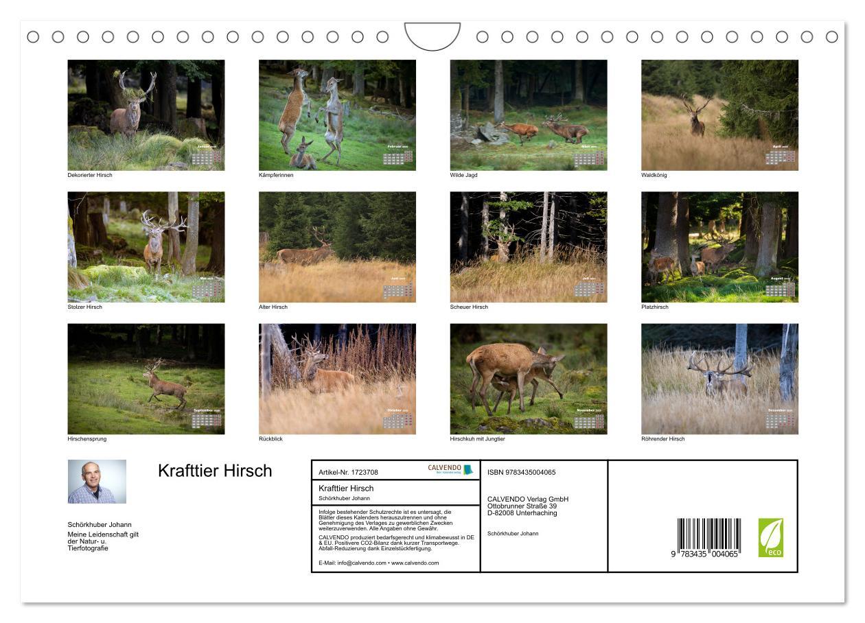 Bild: 9783435004065 | Krafttier Hirsch (Wandkalender 2025 DIN A4 quer), CALVENDO...