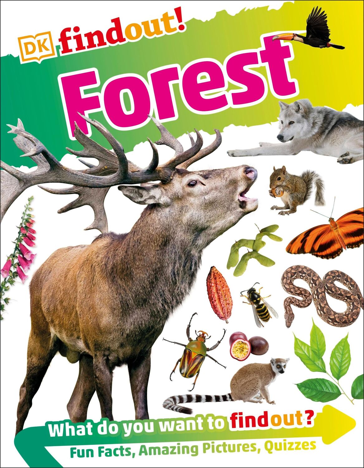 Cover: 9780241284971 | DKfindout! Forest | Dk | Taschenbuch | 64 S. | Englisch | 2017