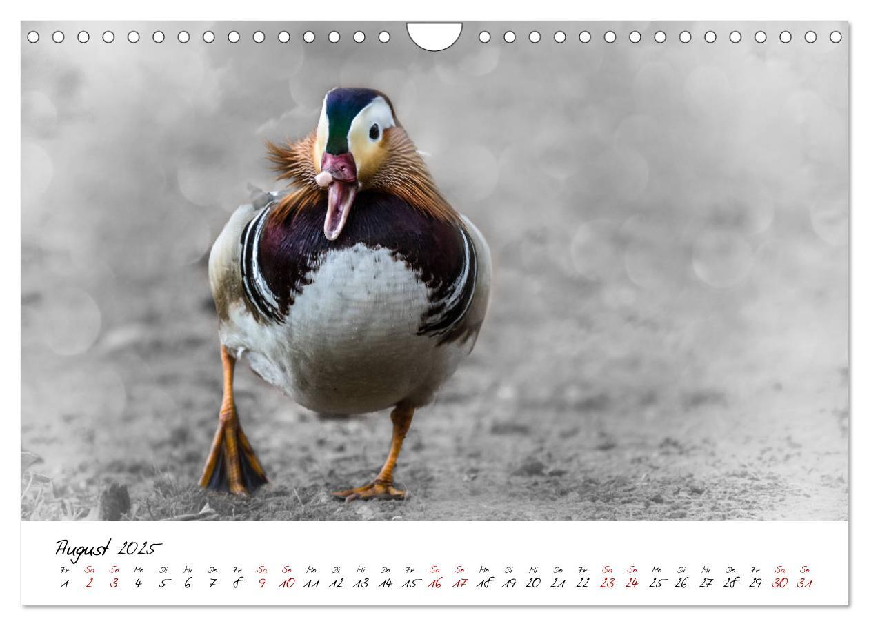 Bild: 9783435365418 | Abenteuer einer Mandarinente (Wandkalender 2025 DIN A4 quer),...