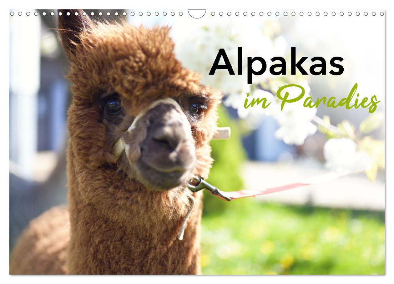 Cover: 9783457218693 | Alpakas im Paradies (Wandkalender 2025 DIN A3 quer), CALVENDO...