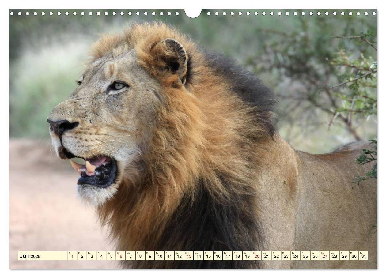 Bild: 9783435491766 | Wildes Leben in Botswana (Wandkalender 2025 DIN A3 quer), CALVENDO...