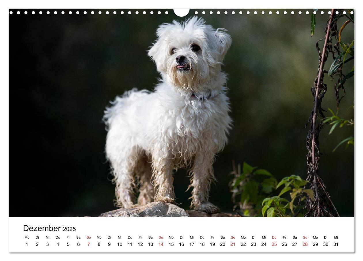 Bild: 9783435275885 | Moritz, der freche Malteser (Wandkalender 2025 DIN A3 quer),...