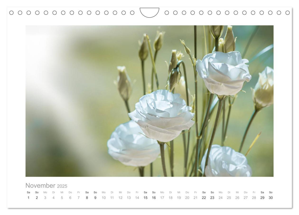 Bild: 9783435458745 | Blumen zart und schön (Wandkalender 2025 DIN A4 quer), CALVENDO...