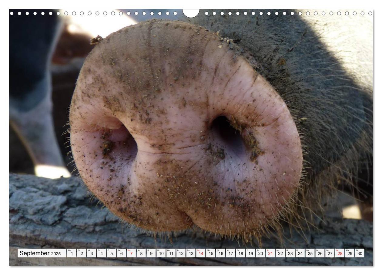 Bild: 9783435601936 | Von Säuen die Schwein haben! (Wandkalender 2025 DIN A3 quer),...