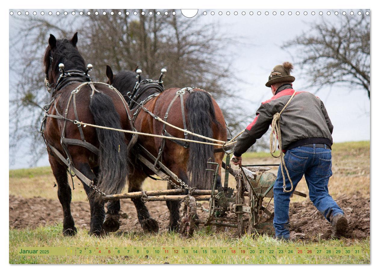 Bild: 9783435096176 | Zugpferde bei der Feldarbeit (Wandkalender 2025 DIN A3 quer),...