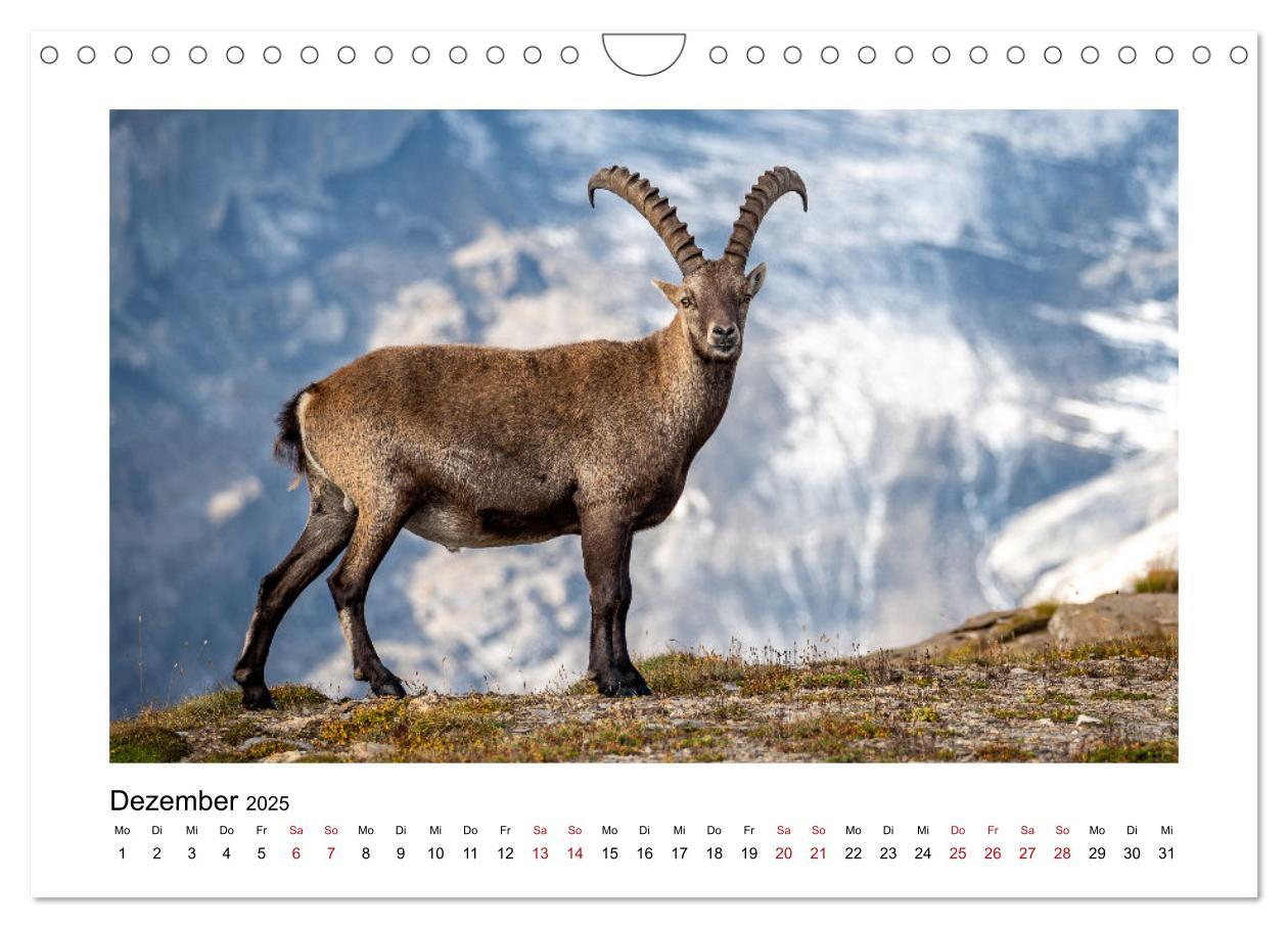 Bild: 9783383868474 | Steinböcke - Die Könige der Alpen (Wandkalender 2025 DIN A4 quer),...