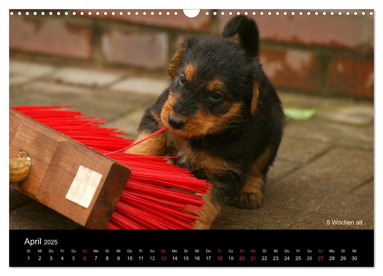 Bild: 9783435747290 | Airedale Terrier Welpen (Wandkalender 2025 DIN A3 quer), CALVENDO...