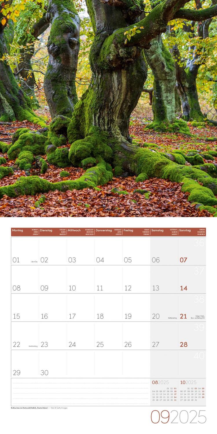 Bild: 9783838445120 | Bäume Kalender 2025 - 30x30 | Ackermann Kunstverlag | Kalender | 28 S.