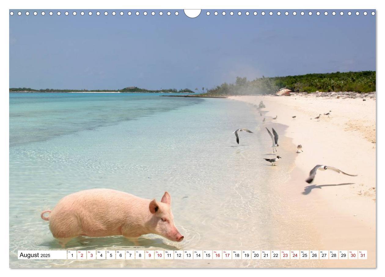 Bild: 9783435421169 | Schweine im Dauerurlaub auf den Bahamas! (Wandkalender 2025 DIN A3...