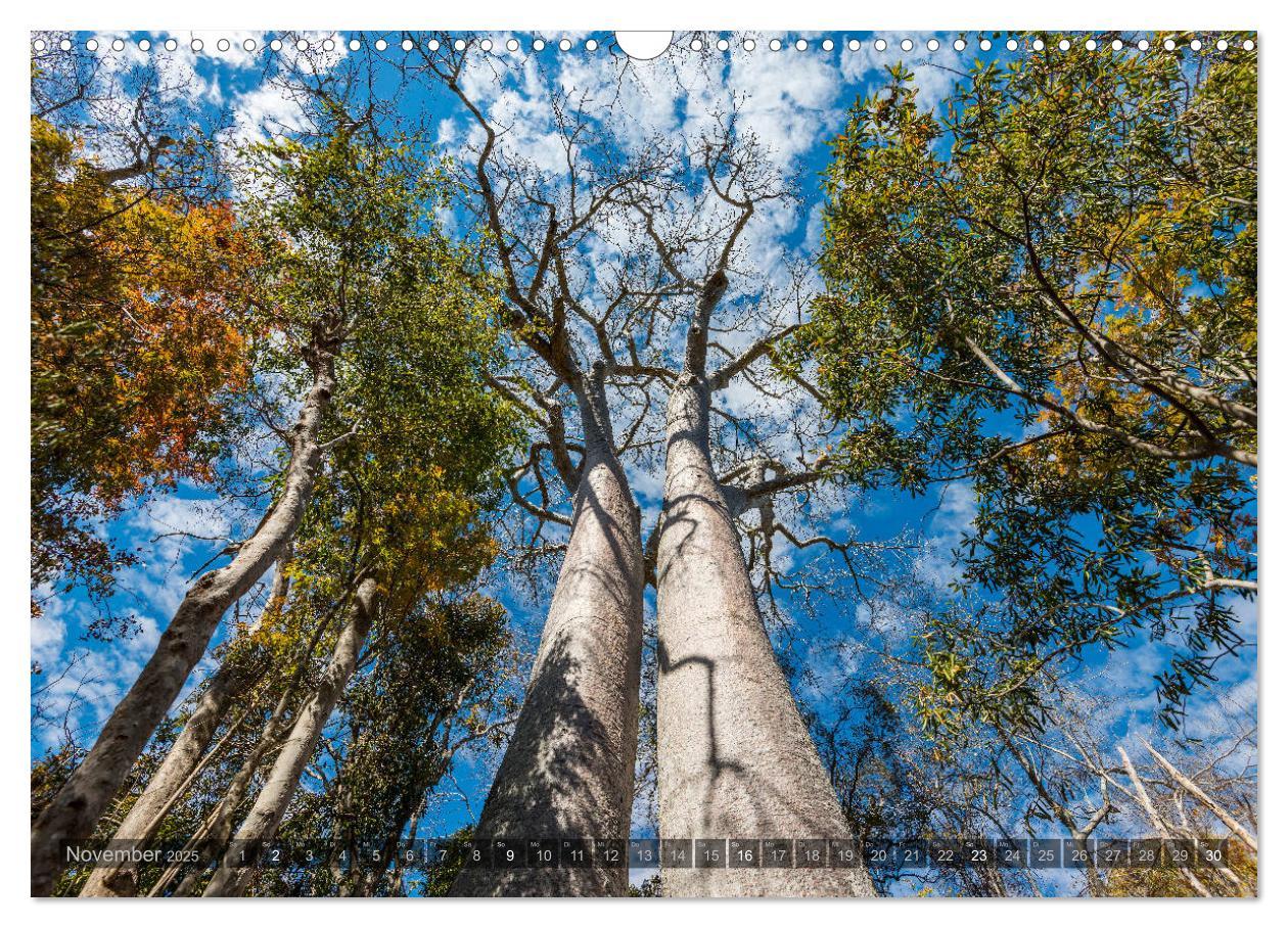 Bild: 9783435277889 | Zauberwald Ifaty · Traumhafte Baobabs in Madagaskar (Wandkalender...