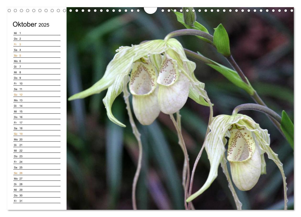 Bild: 9783435532780 | Prachtvolle Orchideen (Wandkalender 2025 DIN A3 quer), CALVENDO...