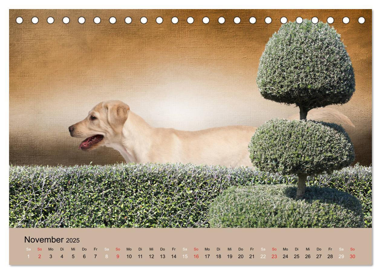 Bild: 9783435160242 | Labrador Retriever unsere Freunde (Tischkalender 2025 DIN A5 quer),...