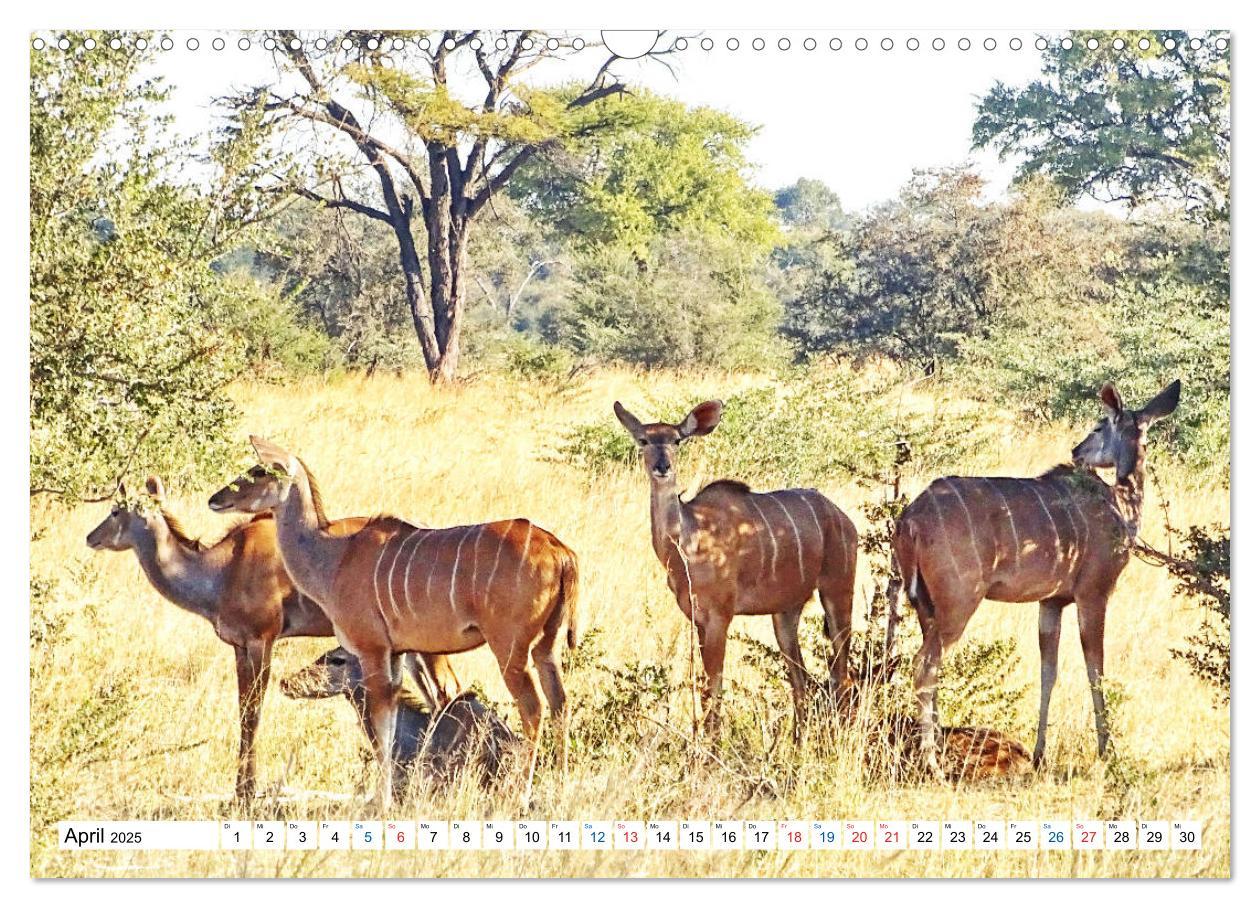 Bild: 9783435221950 | Namibia, Faszination Wüste und Tierwelt (Wandkalender 2025 DIN A3...