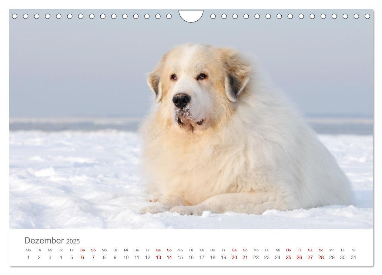 Bild: 9783435055098 | Pyrenäenberghunde (Wandkalender 2025 DIN A4 quer), CALVENDO...