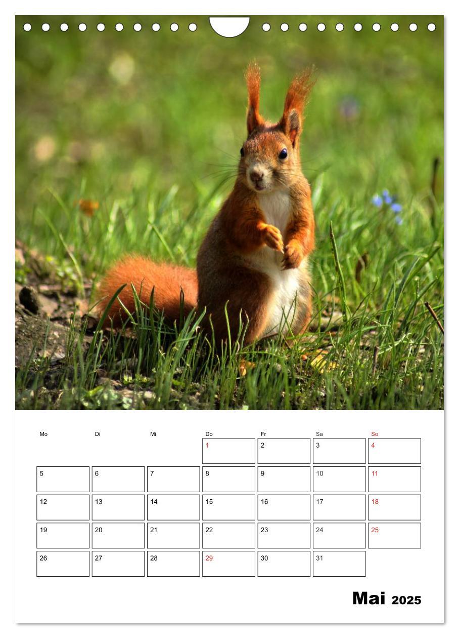 Bild: 9783457017210 | Heimische Wildtiere Terminplaner (Wandkalender 2025 DIN A4 hoch),...