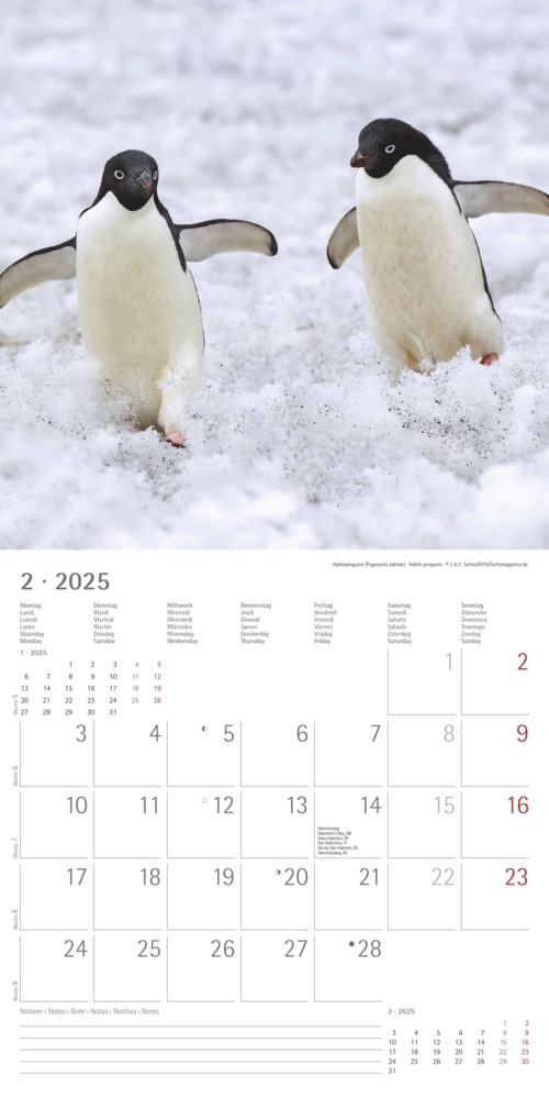 Bild: 4251732343101 | Alpha Edition - Pinguine 2025 Broschürenkalender, 30x30cm,...