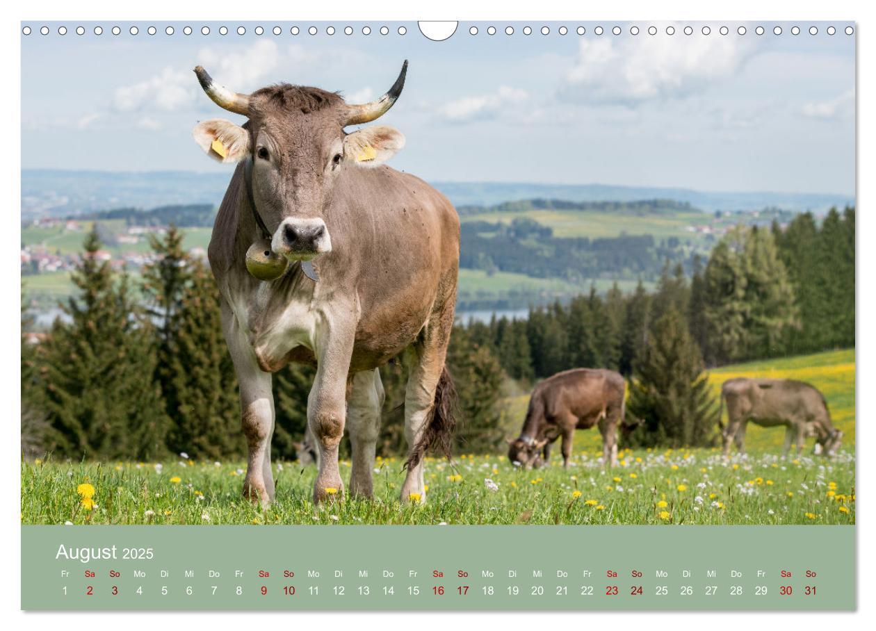 Bild: 9783383832239 | Allgäuer Rindvieh 2025 (Wandkalender 2025 DIN A3 quer), CALVENDO...