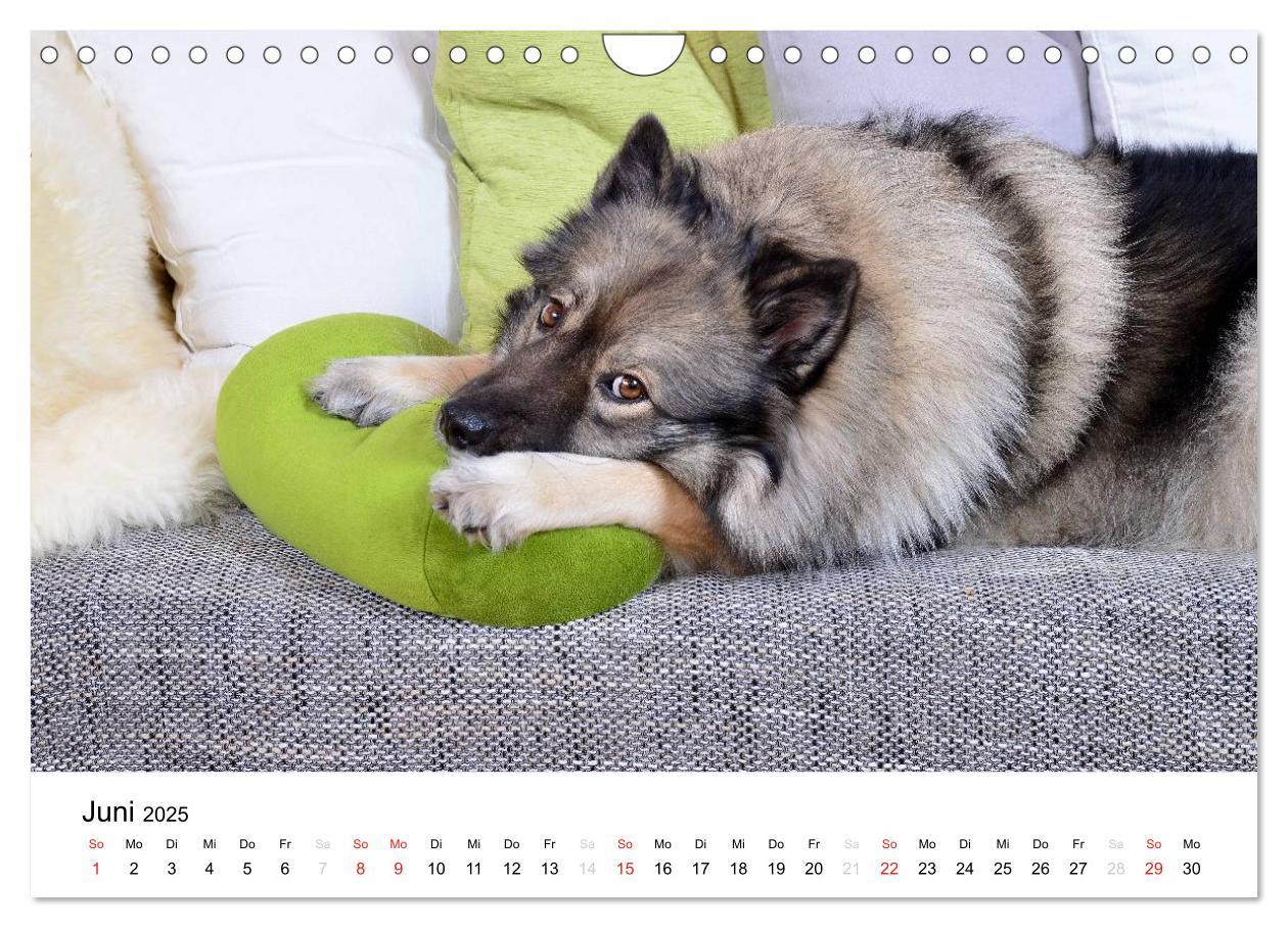 Bild: 9783435805457 | Der Wolfsspitz (Wandkalender 2025 DIN A4 quer), CALVENDO...