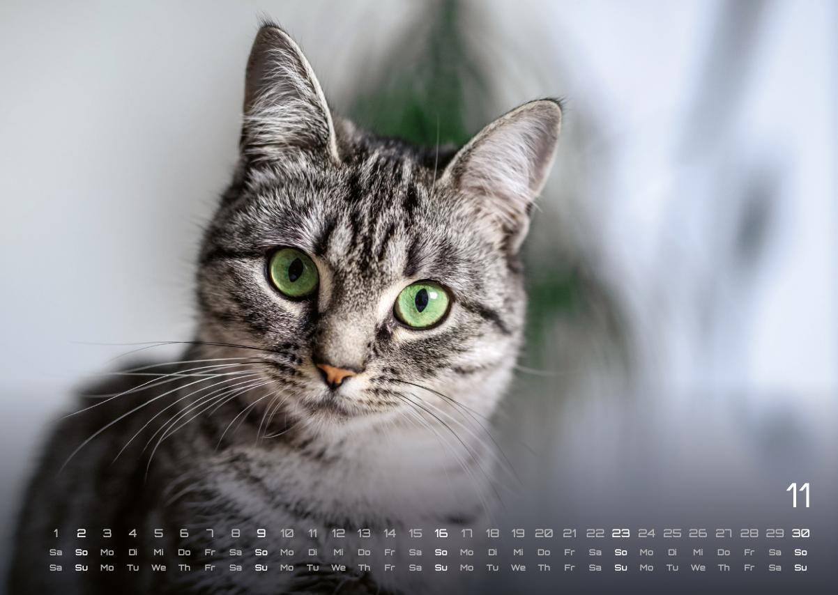 Bild: 9783986733865 | Miau - Unsere Stubentiger - Der Katzenkalender - 2025 - Kalender...