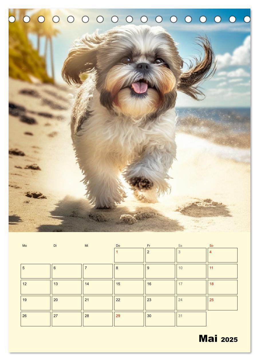 Bild: 9783435874514 | Shih Tzu Alarm. Glückliche Wuschelköpfe (Tischkalender 2025 DIN A5...