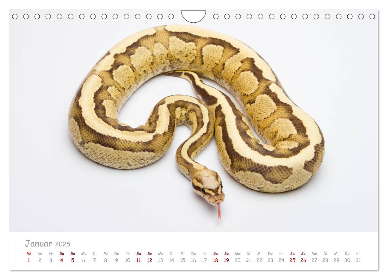 Bild: 9783435118014 | Königspythons - bunte Schlangen (Wandkalender 2025 DIN A4 quer),...