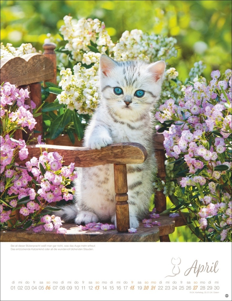 Bild: 9783756405305 | Katzenkinder Posterkalender 2025 | Monika Wegler | Kalender | 14 S.