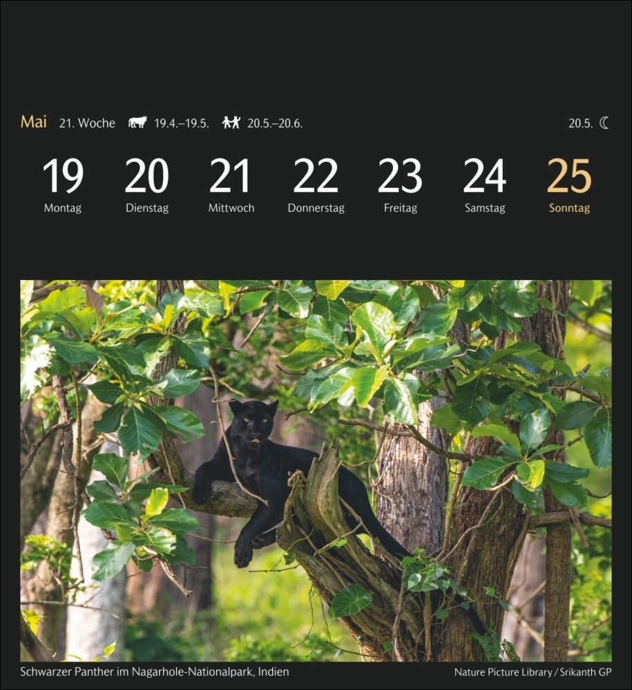 Bild: 9783840035111 | Magic Nature Postkartenkalender Kalender 2025 - Kalender mit 53...