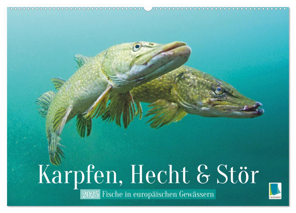 Cover: 9783457183069 | Karpfen, Hecht und Stör: Fische in europäischen Gewässern...