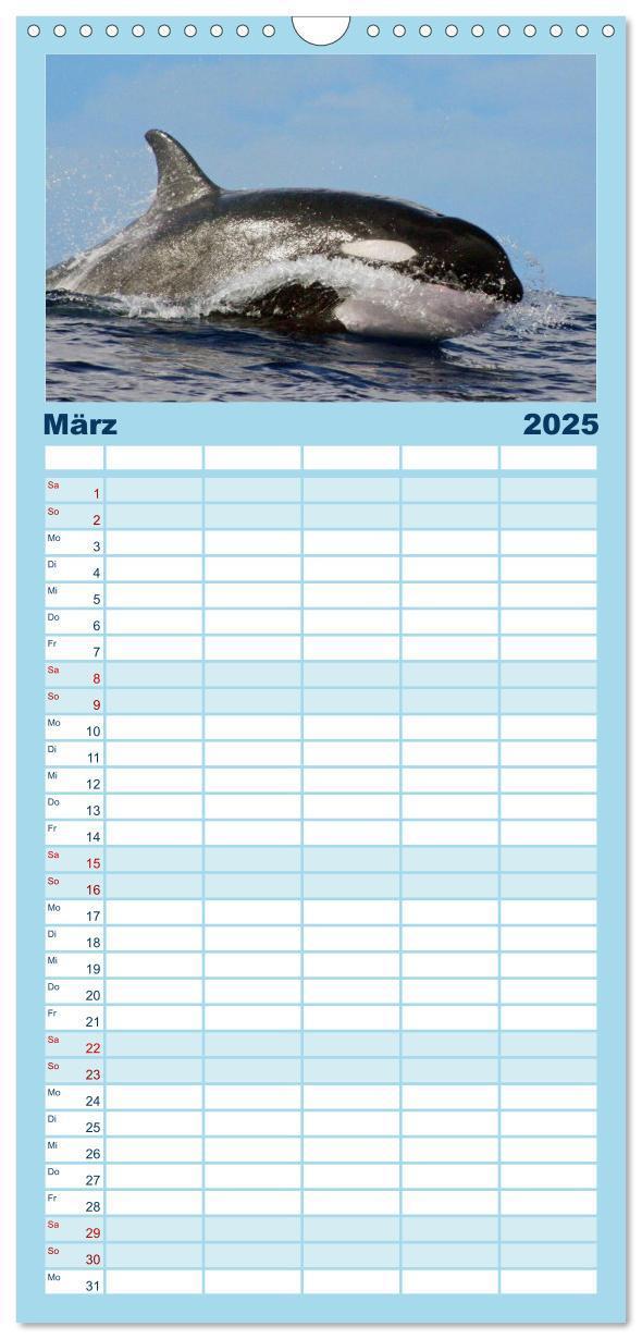 Bild: 9783457112311 | Familienplaner 2025 - Delfine und Wale mit 5 Spalten (Wandkalender,...