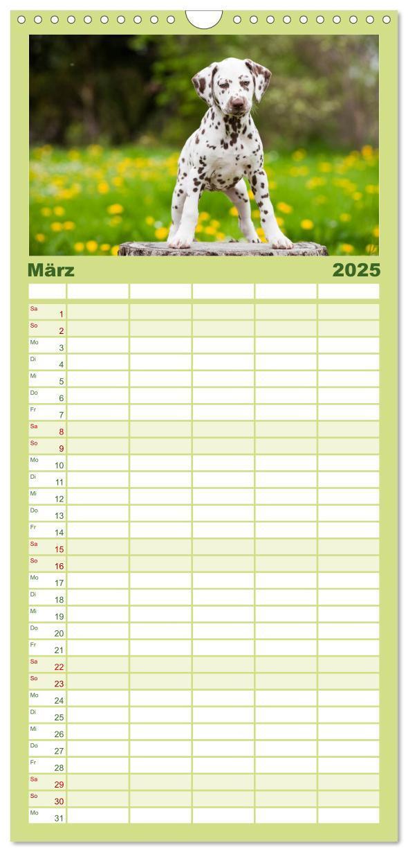 Bild: 9783457113578 | Familienplaner 2025 - Dalmatiner mit 5 Spalten (Wandkalender, 21 x...