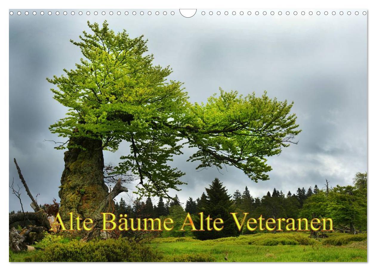 Cover: 9783435672776 | Alte Bäume Alte Veteranen (Wandkalender 2025 DIN A3 quer), CALVENDO...