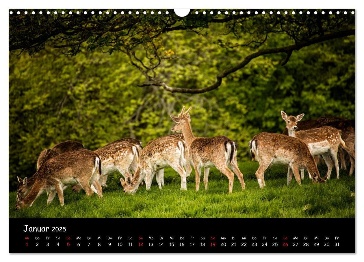 Bild: 9783435608928 | Rehe und Hirsche in freier Natur (Wandkalender 2025 DIN A3 quer),...