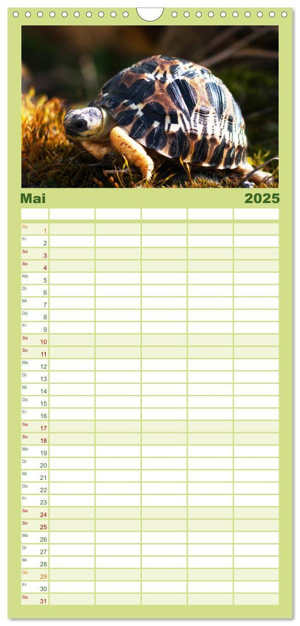 Bild: 9783457122938 | Familienplaner 2025 - Landschildkröten mit 5 Spalten (Wandkalender,...