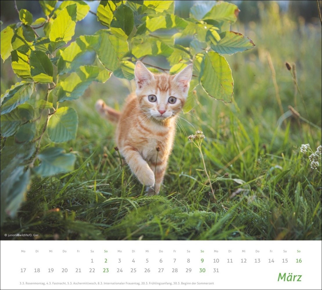 Bild: 9783756406852 | Katzen Bildkalender 2025 | Kalender | Spiralbindung | 14 S. | Deutsch