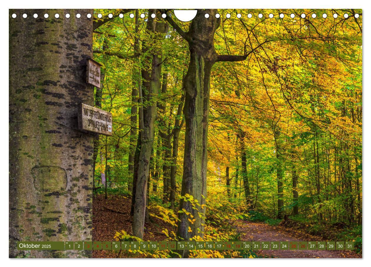 Bild: 9783435149964 | Augenschmaus Pfälzer Wald (Wandkalender 2025 DIN A4 quer), CALVENDO...