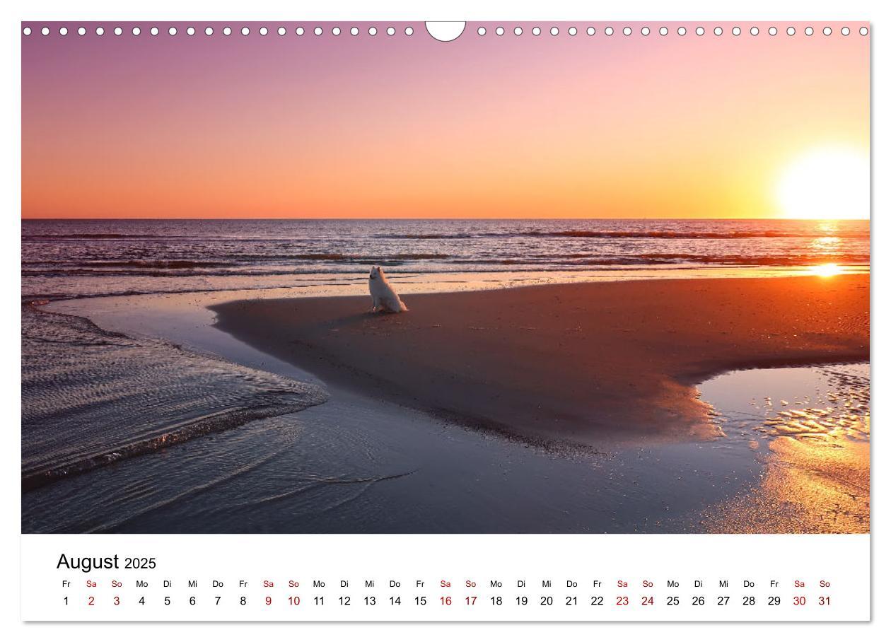 Bild: 9783435016099 | Ein Samojede am Meer (Wandkalender 2025 DIN A3 quer), CALVENDO...